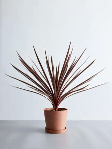 _r[T^RWl I[XgX bhX^[ ϗtA { ^  y ~j CeA  Ahvc andplants GR|bc ecopots  Aؔ Ă₷ 