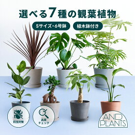 ＼レビュー特典あり／選べる7種の観葉植物 観葉植物 本物 初心者 入門 お試し 育てやすい 枯れにくい 屋内 室内 インテリア おしゃれ 軽い ミニ アンドプランツ andplants エコポッツ ecopots 鉢 植木鉢 風水 縁起 プレゼント ギフト 新築祝い 結婚祝い 開業祝い 送料無料