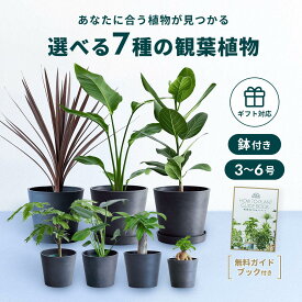 ＼レビュー特典あり／ 選べる7種の観葉植物 観葉植物 本物 初心者 入門 お試し 育てやすい 枯れにくい 屋内 室内 インテリア おしゃれ 軽い ミニ アンドプランツ andplants エコポッツ 鉢 植木鉢 風水 縁起 プレゼント ギフト 新築祝い 結婚祝い 開業祝い 送料無料