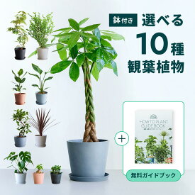 ＼レビュー特典あり／ 選べる10種 観葉植物 パキラ エバーフレッシュ ガジュマル モンステラ本物 母の日 大型 小さい 軽い ミニ インテリア おしゃれ アンドプランツ andplants エコポッツ 鉢 植木鉢 育てやすい 風水 縁起 プレゼント ギフト メッセージ 送料無料 祝い