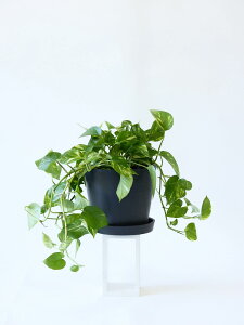 ͂炳ȂT|[gtϗtA ϗtA { S   Ă₷ ͂ɂ   CeA  y ~j Ahvc andplants GR|bc ecopots  Aؔ 