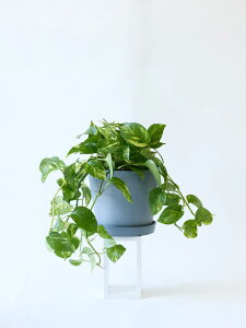 _r[T^|gX S[f ϗtA ^  y ~j CeA  Ahvc andplants GR|bc ecopots  Aؔ Ă₷ ͂ɂ  N v[