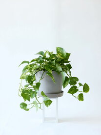 ＼レビュー特典あり／ポトス ゴールデン 観葉植物 大型 小さい 軽い ミニ インテリア おしゃれ アンドプランツ エコポッツ ecopots 鉢 植木鉢 育てやすい 枯れにくい 風水 縁起 プレゼント ギフト 新築祝い 結婚祝い 開業祝い メッセージカード 送料無料