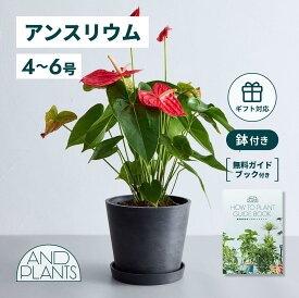 ＼レビュー特典あり／ アンスリウム 観葉植物 本物 大型 小さい 軽い ミニ インテリア おしゃれ アンドプランツ andplants エコポッツ ecopots 鉢 植木鉢 育てやすい 枯れにくい 風水プレゼント ギフト 新築祝い 結婚祝い 開業祝い メッセージカード 送料無料