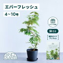 ＼レビュー特典あり／ エバーフレッシュ 観葉植物 本物 大型 小さい 軽い ミニ インテリア おしゃれ アンドプランツ andplants エコポッツ ecopots 鉢 植木鉢 育てやすい 枯れにくい 風水 縁起 プレゼント ギフト 出産祝い 快気祝い 開業祝い メッセージカード 送料無料