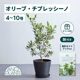 ＼レビュー特典あり／ オリーブ チプレッシーノ 観葉植物 本物 大型 小さい 軽い ミニ インテリア おしゃれ アンドプランツ andplants エコポッツ ecopots 鉢 植木鉢 育てやすい 枯れにくい 風水 縁起 プレゼント ギフト 新築祝い 結婚祝い 開業祝い 送料無料
