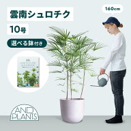 ＼レビュー特典あり／ 雲南シュロチク 観葉植物 本物 大型 小さい 軽い ミニ インテリア おしゃれ アンド…