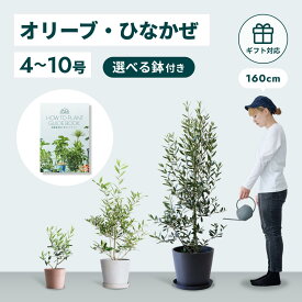 ＼レビュー特典あり／ オリーブ ひなかぜ 観葉植物 本物 大型 小さい 軽い ミニ インテリア おしゃれ アンドプランツ エコポッツ ecopots 鉢 植木鉢 育てやすい 枯れにくい 風水 プレゼント ギフト 新築祝い 結婚祝い 開業祝い メッセージカード 送料無料 andplants 縁起