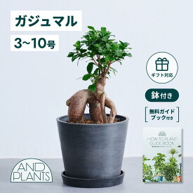 ＼レビュー特典あり／ ガジュマル 観葉植物 多幸の木 大型 小さい 軽い ミニ インテリア おしゃれ アンドプランツ エコポッツ ecopots 鉢 植木鉢 育てやすい 枯れにくい 風水 プレゼント ギフト 新築祝い 結婚祝い 開業祝い メッセージカード 送料無料 andplants 縁起