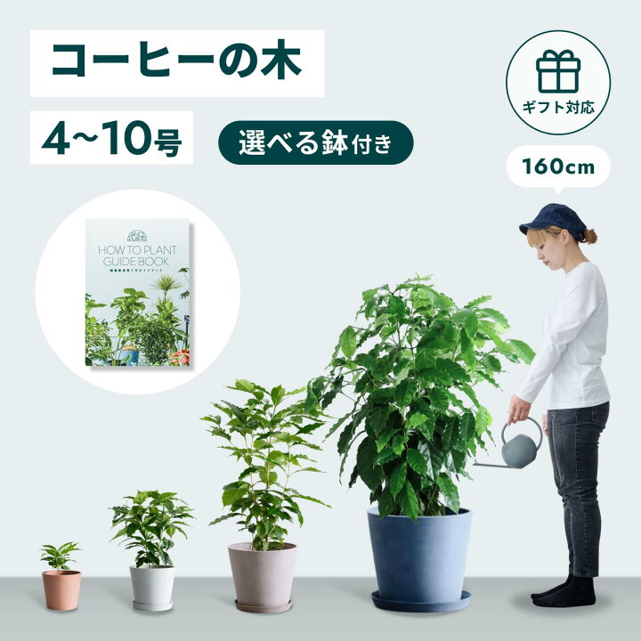楽天市場】＼レビュー特典あり／ コーヒーの木 4号 観葉植物 母の日 