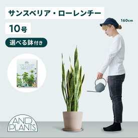 ＼レビュー特典あり／ サンスベリア ローレンチー 観葉植物 本物 大型 小さい 軽い ミニ インテリア おしゃれ アンドプランツ andplants エコポッツ ecopots 鉢 植木鉢 育てやすい 枯れにくい 風水 プレゼント ギフト 新築祝い 結婚祝い 開業祝い 送料無料