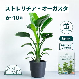 ＼レビュー特典あり／ ストレリチア オーガスタ 観葉植物 本物 大型 小さい 軽い ミニ インテリア おしゃれ アンドプランツ andplants エコポッツ ecopots 鉢 植木鉢 育てやすい 枯れにくい 風水 縁起 プレゼント ギフト 新築祝い 結婚祝い 開業祝い 送料無料