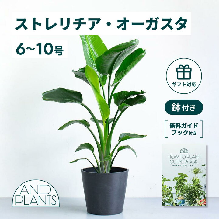楽天市場】＼レビュー特典あり／ ストレリチア オーガスタ 観葉植物 