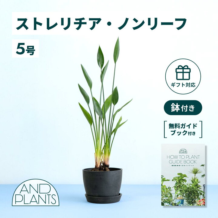 楽天市場】＼レビュー特典あり／ ストレリチア ノンリーフ 観葉植物 