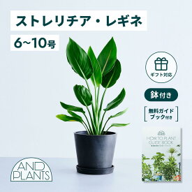＼レビュー特典あり／ ストレリチア レギネ 観葉植物 本物 大型 小さい 軽い ミニ インテリア おしゃれ アンドプランツ andplants ecopots 鉢 植木鉢 育てやすい 枯れにくい 風水 プレゼント ギフト 新築祝い 結婚祝い 開業祝い メッセージカード 送料無料