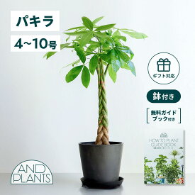 ＼レビュー特典あり／ パキラ 観葉植物 本物 大型 小さい 軽い ミニ インテリア おしゃれ アンドプランツ andplants エコポッツ ecopots 鉢 植木鉢 育てやすい 枯れにくい 風水 縁起 プレゼント ギフト 新築祝い 結婚祝い 開業祝い メッセージカード 送料無料