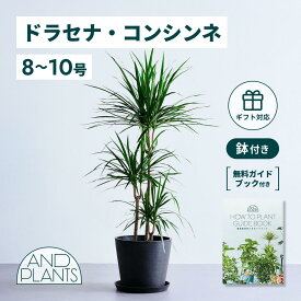 ＼レビュー特典あり／ ドラセナ コンシンネ 観葉植物 大型 小さい 軽い ミニ インテリア おしゃれ アンドプランツ andplants エコポッツ ecopots 鉢 植木鉢 育てやすい 枯れにくい 風水 縁起 プレゼント ギフト 新築祝い 結婚祝い 開業祝い メッセージカード 送料無料