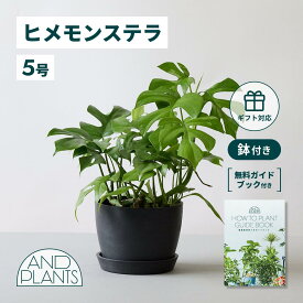 ＼レビュー特典あり／ ヒメモンステラ 観葉植物 本物 大型 小さい 軽い ミニ インテリア おしゃれ アンドプランツ andplants エコポッツ ecopots 鉢 植木鉢 育てやすい 枯れにくい 風水 縁起 プレゼント ギフト 新築祝い 結婚祝い 開業祝い メッセージカード 送料無料