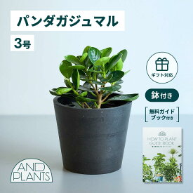 ＼レビュー特典あり／ パンダガジュマル 観葉植物 母の日 本物 大型 小さい 軽い ミニ インテリア おしゃれ アンドプランツ エコポッツ ecopots 鉢 植木鉢 育てやすい 枯れにくい 風水 縁起 プレゼント ギフト 新築祝い 結婚祝い 開業祝い メッセージカード 送料無料