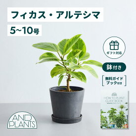 ＼レビュー特典あり／フィカス アルテシマ 観葉植物 本物 大型 小さい 軽い ミニ インテリア おしゃれ アンドプランツ andplants エコポッツ 鉢 植木鉢 育てやすい 枯れにくい 風水 プレゼント ギフト 新築祝い 結婚祝い 開業祝い メッセージカード 送料無料