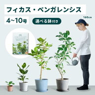 ＼レビュー特典あり／フィカス ベンガレンシス 観葉植物 母の日 本物 大型 小さい 軽い ミニ インテリア …