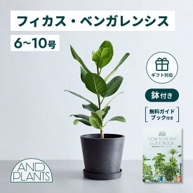 ＼レビュー特典あり／フィカス ベンガレンシス 観葉植物 本物 大型 小さい 軽い ミニ インテリア おしゃれ アンドプランツ andplants エコポッツ ecopots 鉢 植木鉢 育てやすい 枯れにくい 風水 縁起 プレゼント ギフト 新築祝い 結婚祝い 開業祝い 送料無料