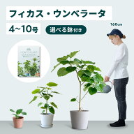 ＼レビュー特典あり／フィカス ウンベラータ 観葉植物 大型 小さい 軽い ミニ インテリア おしゃれ アン…