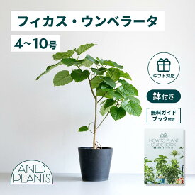 ＼レビュー特典あり／フィカス ウンベラータ 観葉植物 大型 小さい 軽い ミニ インテリア おしゃれ アンドプランツ エコポッツ ecopots 鉢 植木鉢 育てやすい 枯れにくい 風水 縁起 プレゼント ギフト 新築祝い 結婚祝い 開業祝い メッセージカード 送料無料