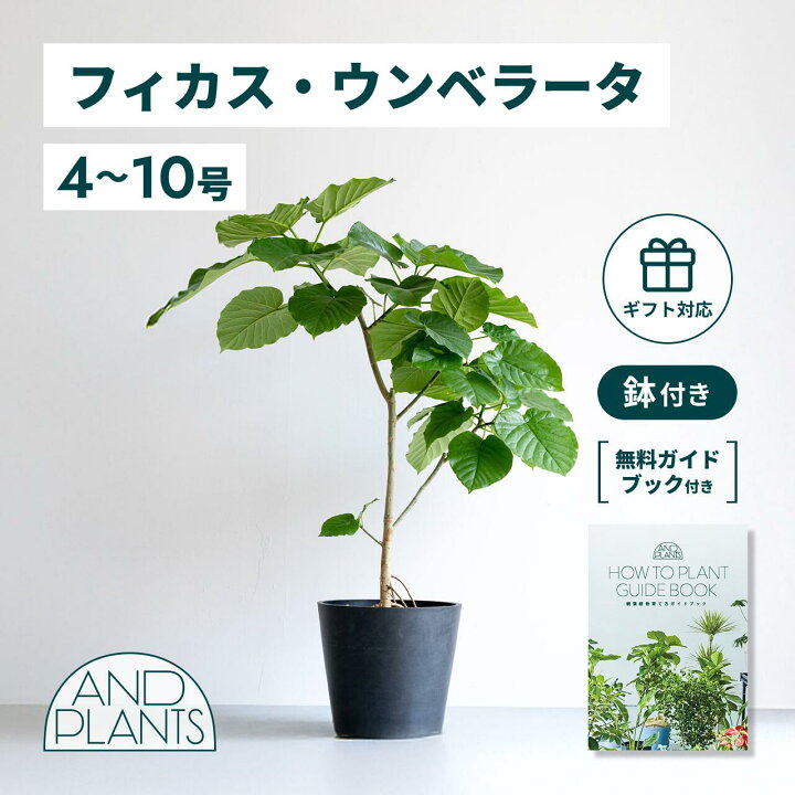 楽天市場】＼レビュー特典あり／フィカス ウンベラータ 観葉植物 大型 