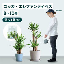 楽天市場】ユッカ エレファンティペスの通販