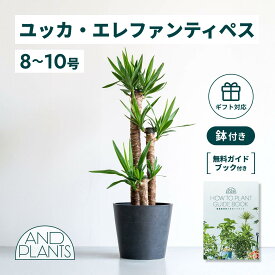 ＼レビュー特典あり／ ユッカ エレファンティペス 観葉植物 本物 大型 小さい 軽い ミニ インテリア おしゃれ アンドプランツ andplants エコポッツ ecopots 鉢 植木鉢 育てやすい 枯れにくい 風水 縁起 プレゼント ギフト 新築祝い 結婚祝い 開業祝い 送料無料