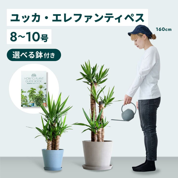 楽天市場】＼レビュー特典あり／ユッカ エレファンティペス 観葉植物 