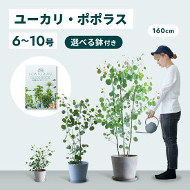 ＼レビュー特典あり／ユーカリ ポポラス 観葉植物 本物 大型 小さい 軽い ミニ インテリア おしゃれ アンドプランツ エコポッツ ecopots 鉢 植木鉢 育てやすい 枯れにくい 風水 縁起 プレゼント ギフト 新築祝い 結婚祝い 開業祝い メッセージカード 送料無料