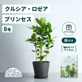 ＼レビュー特典あり／ クルシア ロゼア プリンセス 観葉植物 本物 大型 小さい 軽い ミニ インテリア おしゃれ アンドプランツ andplants エコポッツ ecopots 鉢 植木鉢 育てやすい 枯れにくい 風水 縁起 プレゼント ギフト 新築祝い 結婚祝い 開業祝い 送料無料