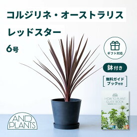 ＼レビュー特典あり／ コルジリネ オーストラリス レッドスター 観葉植物 本物 大型 小さい 軽い ミニ インテリア おしゃれ アンドプランツ エコポッツ 鉢 植木鉢 育てやすい 枯れにくい 風水 プレゼント ギフト 新築祝い 結婚祝い 開業祝い 送料無料 andplants 縁起