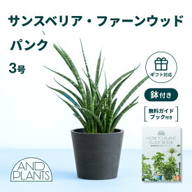 ＼レビュー特典あり／ サンスベリア ファーンウッド パンク 観葉植物 本物 大型 小さい 軽い ミニ インテリア おしゃれ アンドプランツ エコポッツ ecopots 鉢 植木鉢 育てやすい 枯れにくい 風水 縁起 プレゼント ギフト 新築祝い 結婚祝い 開業祝い 送料無料
