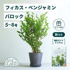＼レビュー特典あり／フィカス ベンジャミン バロック 観葉植物 本物 大型 小さい 軽い ミニ インテリア おしゃれ アンドプランツ エコポッツ ecopots 鉢 植木鉢 育てやすい 枯れにくい 風水 縁起 プレゼント ギフト 新築祝い 結婚祝い 開業祝い 送料無料
