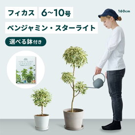 ＼レビュー特典あり／フィカス ベンジャミン スターライト 観葉植物 本物 大型 小さい 軽い ミニ インテリア おしゃれ アンドプランツ エコポッツ ecopots 鉢 植木鉢 育てやすい 枯れにくい 風水 縁起 プレゼント ギフト 新築祝い 結婚祝い 開業祝い 送料無料