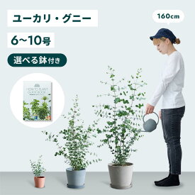 ＼レビュー特典あり／ユーカリ グニー 観葉植物 本物 大型 小さい 軽い ミニ インテリア おしゃれ アンドプランツエコポッツ ecopots 鉢 植木鉢 育てやすい 枯れにくい 風水 縁起 プレゼント ギフト 新築祝い 結婚祝い 開業祝い メッセージカード 送料無料