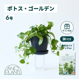＼レビュー特典あり／ポトス ゴールデン 観葉植物 大型 小さい 軽い ミニ インテリア おしゃれ アンドプランツ エコポッツ ecopots 鉢 植木鉢 育てやすい 枯れにくい 風水 縁起 プレゼント ギフト 新築祝い 結婚祝い 開業祝い メッセージカード 送料無料