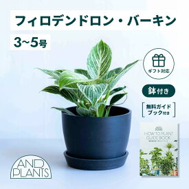 ＼レビュー特典あり／ フィロデンドロン バーキン 観葉植物 本物 大型 小さい 軽い ミニ インテリア おしゃれ アンドプランツ andplants エコポッツ ecopots 鉢 植木鉢 育てやすい 枯れにくい 風水 プレゼント ギフト 新築祝い 結婚祝い 開業祝い 送料無料