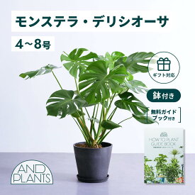 ＼レビュー特典あり／ モンステラ デリシオーサ 観葉植物 大型 小さい 軽い ミニ インテリア おしゃれ アンドプランツ エコポッツ ecopots 鉢 植木鉢 育てやすい 枯れにくい 風水 プレゼント ギフト 新築祝い 結婚祝い 開業祝い メッセージカード 送料無料
