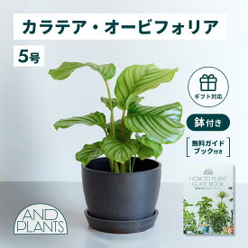 ＼レビュー特典あり／ カラテア オービフォリア 観葉植物 母の日 本物 大型 小さい 軽い ミニ インテリア おしゃれ アンドプランツ andplants エコポッツ ecopots 鉢 植木鉢 育てやすい 枯れにくい 風水 縁起 プレゼント ギフト 新築祝い 結婚祝い 開業祝い 送料無料