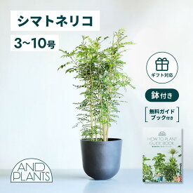 ＼レビュー特典あり／ シマトネリコ 観葉植物 本物 大型 小さい 軽い ミニ インテリア おしゃれ アンドプランツ andplants エコポッツ ecopots 鉢 植木鉢 育てやすい 枯れにくい 風水 プレゼント ギフト 新築祝い 結婚祝い 開業祝い メッセージカード 送料無料