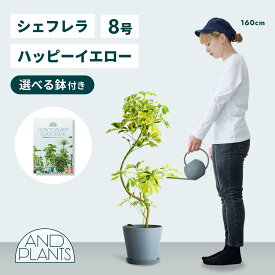 ＼レビュー特典あり／シェフレラ ハッピーイエロー 観葉植物 本物 大型 小さい 軽い ミニ インテリア おしゃれ アンドプランツ エコポッツ ecopots 鉢 植木鉢 育てやすい 枯れにくい 風水 縁起 プレゼント ギフト 新築祝い 結婚祝い 開業祝い 送料無料