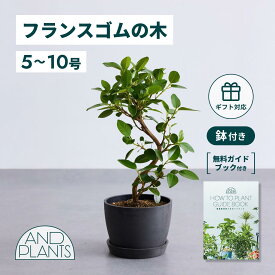 ＼レビュー特典あり／ フランスゴムの木 観葉植物 5号 6号 8号 10号 本物 大型 小さい 軽い ミニ インテリア おしゃれ アンドプランツ andplants エコポッツ ecopots 鉢 植木鉢 育てやすい 枯れにくい 風水 縁起 プレゼント ギフト 新築祝い 結婚祝い 開業祝い 送料無料