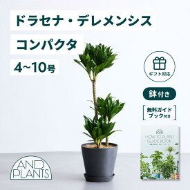 ＼レビュー特典あり／ドラセナデレメンシス コンパクタ 観葉植物 本物 大型 小さい 軽い ミニ インテリア おしゃれ アンドプランツ andplants エコポッツ ecopots 鉢 植木鉢 育てやすい 枯れにくい 風水 縁起 プレゼント ギフト 新築祝い 結婚祝い 開業祝い 送料無料