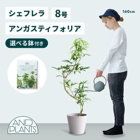 ＼レビュー特典あり／ シェフレラ アンガスティフォリア 観葉植物 大型 小さい 軽い ミニ インテリア おしゃれ アンドプランツ andplants エコポッツ ecopots 鉢 植木鉢 育てやすい 枯れにくい 風水 縁起 プレゼント ギフト 新築祝い 結婚祝い 開業祝い メッセージカード
