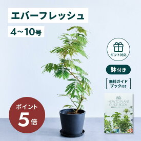 ＼11日10時迄P5倍／ エバーフレッシュ 観葉植物 本物 大型 小さい 軽い ミニ インテリア おしゃれ アンドプランツ エコポッツ ecopots 鉢 植木鉢 育てやすい 枯れにくい 風水 プレゼント ギフト 出産祝い 快気祝い 開業祝い メッセージカード 送料無料