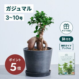 ＼11日10時迄P5倍／ ガジュマル 観葉植物 多幸の木 大型 小さい 軽い ミニ インテリア おしゃれ アンドプランツ エコポッツ ecopots 鉢 植木鉢 育てやすい 枯れにくい 風水 プレゼント ギフト 新築祝い 結婚祝い 開業祝い メッセージカード 送料無料
